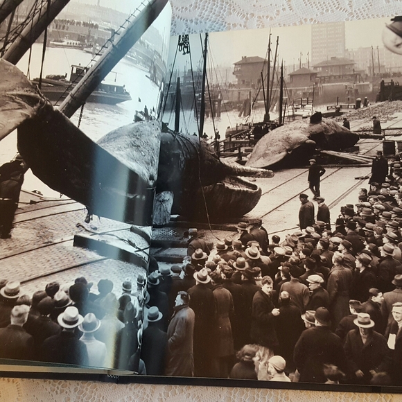 *SOLD* WHALES DOLPHINS AND PORPOISES 1995 HARDCOVER - Picture 6 of 9